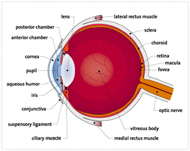 ISEC APEC Asia Pacific Eye Centre Details of Eye Retinal Detachment