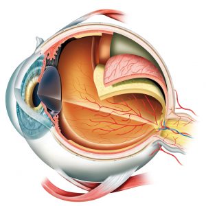 13856141 - anatomy of the eye